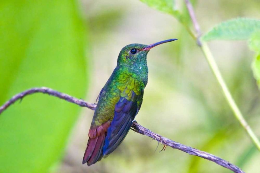 Costa Rica, Sarapiqui Rufous-tailed hummingbird art print by Fred Lord for $57.95 CAD
